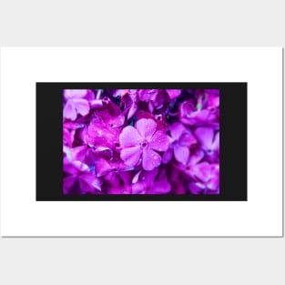 Purple Flower Posters and Art